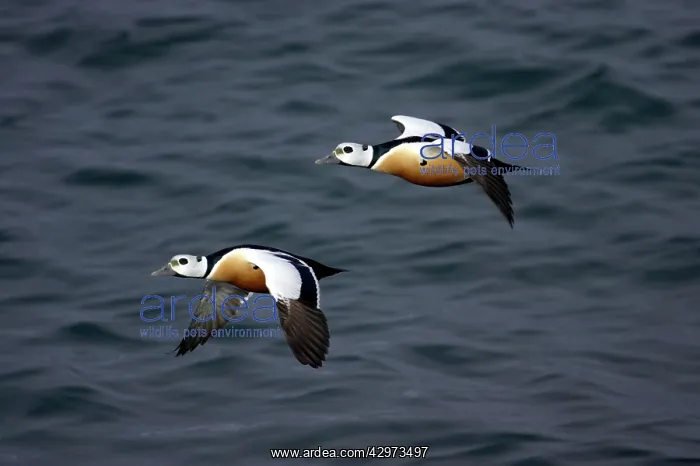 : Steller's Eider - Drake in flight : Steller's Eider - Drake in flight