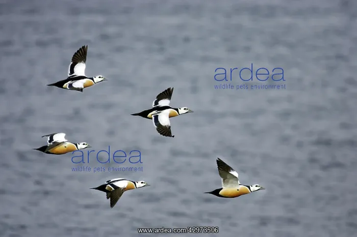 : Steller's Eider - Drake in flight : Steller's Eider - Drake in flight