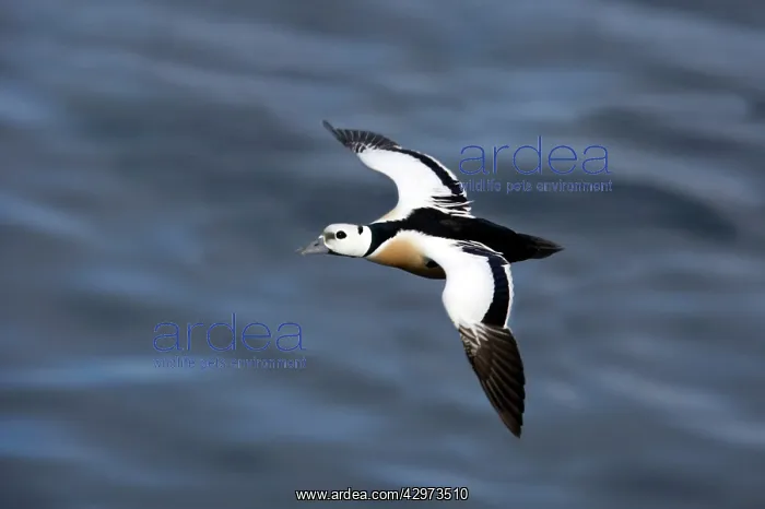 : Steller's Eider - Drake in flight : Steller's Eider - Drake in flight