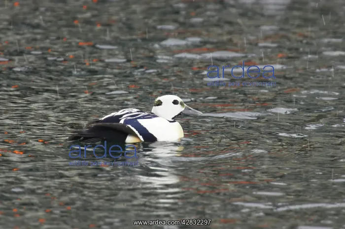 : Steller's Eider - Drake in snow flurry : Steller's Eider - Drake in snow flurry