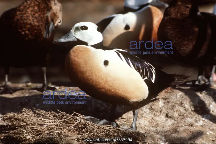 : STELLER'S EIDER DUCK - male : STELLER'S EIDER DUCK - male
