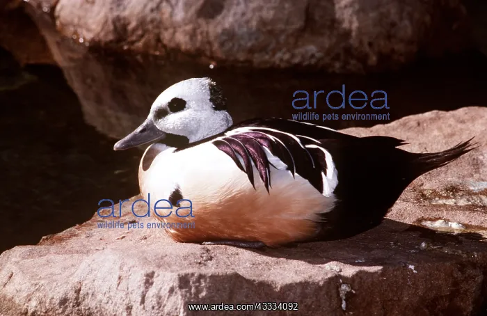 : STELLER'S EIDER DUCK - male : STELLER'S EIDER DUCK - male
