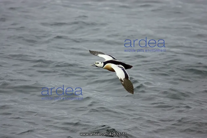 : Steller's Eider - In flight : Steller's Eider - In flight