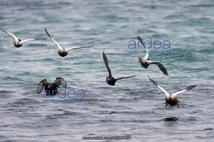 : Steller's Eider - Flock coming in to land : Steller's Eider - Flock coming in to land