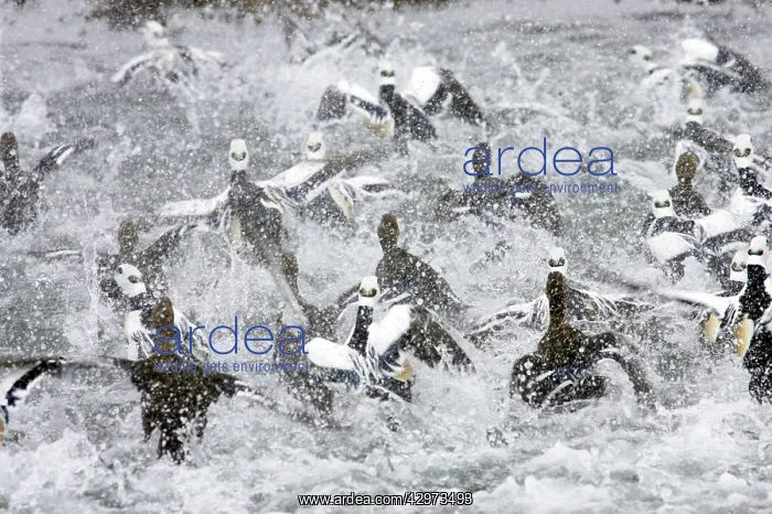 : Steller's Eider - Flock panic : Steller's Eider - Flock panic