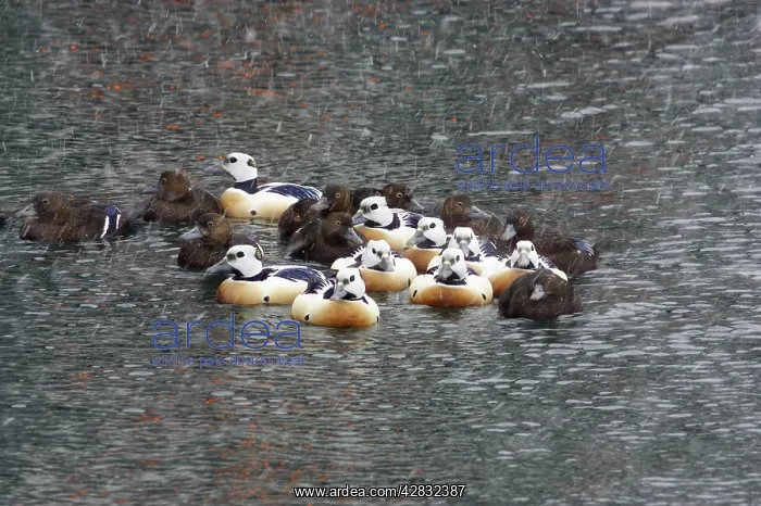 : Steller's Eider - Flock in snow flurry : Steller's Eider - Flock in snow flurry