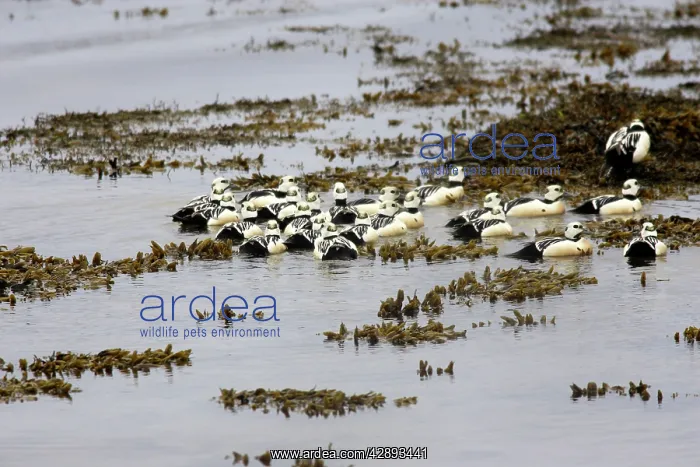 : Steller's Eider - male : Steller's Eider - male