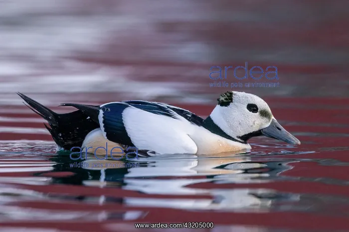 : Stellers eider (Polysticta stelleri), male, Harbour : Stellers eider (Polysticta stelleri), male, Harbour