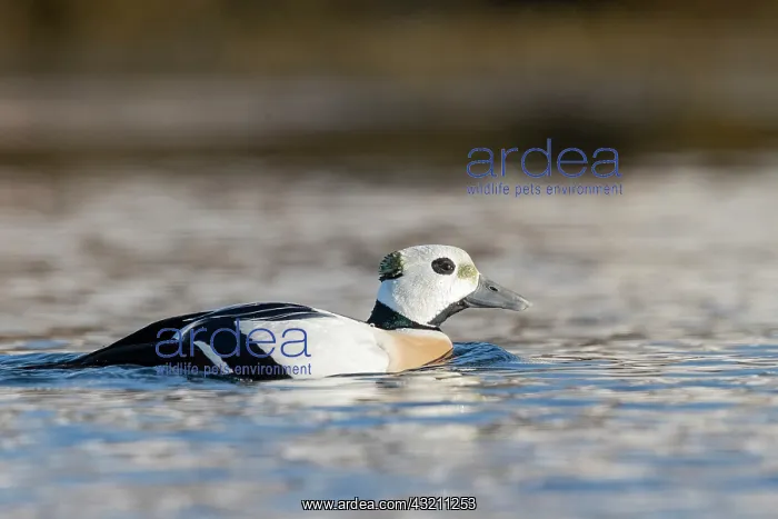 : Stellers eider (Polysticta stelleri), male, Harbour : Stellers eider (Polysticta stelleri), male, Harbour