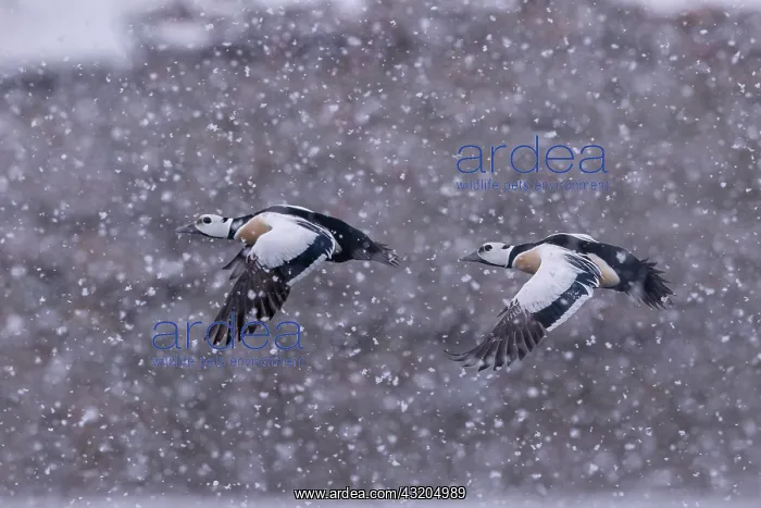 : Stellers eider (Polysticta stelleri), males in : Stellers eider (Polysticta stelleri), males in