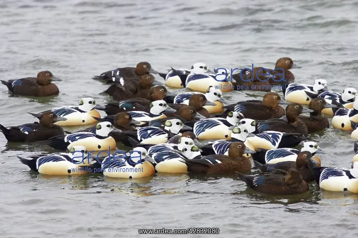  : Steller's Eider - tightly packed winter flock
