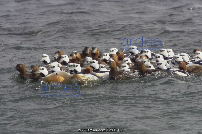 : Steller's Eider - tightly packed winter flock : Steller's Eider - tightly packed winter flock