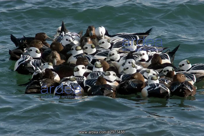 : Steller's Eider - Tightly packed winter flock : Steller's Eider - Tightly packed winter flock