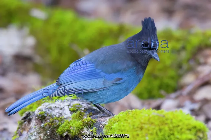 : Steller's Jay : Steller's Jay