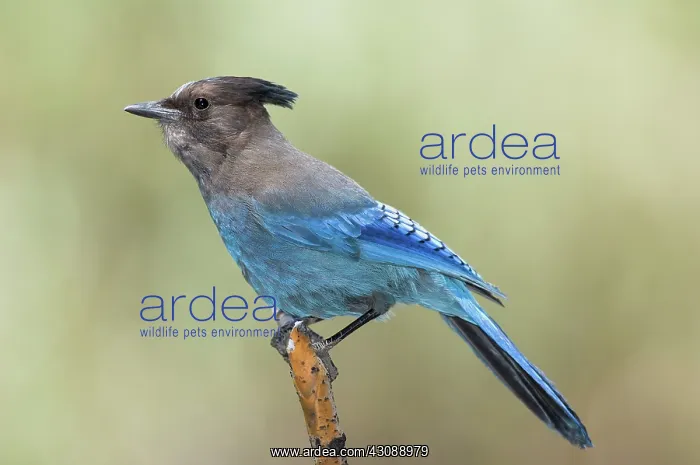 : Steller's Jay : Steller's Jay
