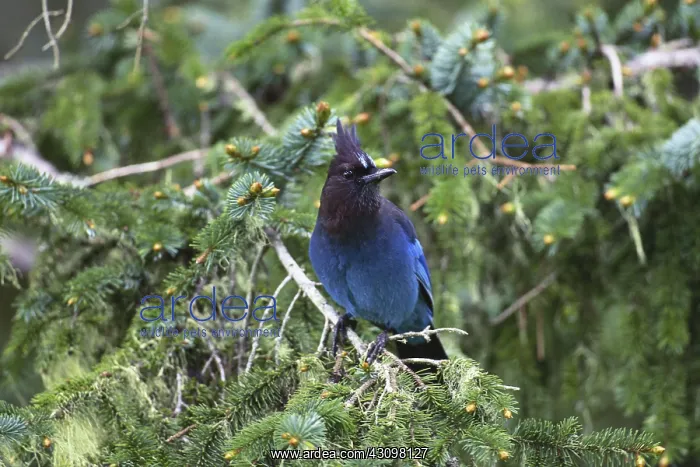 : Steller's Jay : Steller's Jay