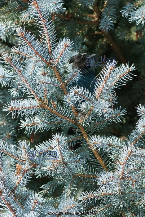 : Steller's Jay : Steller's Jay