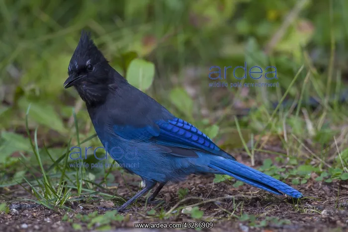 : Steller's Jay - adult bird - Alberta, Canada : Steller's Jay - adult bird - Alberta, Canada