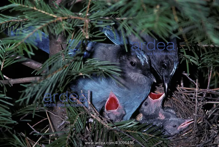  : Steller's Jay (Cyanocitta stelleri) family