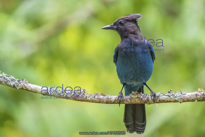 : A Steller's Jay (Cyanocitta stelleri) perched on a tree branch in the forest : A Steller's Jay (Cyanocitta stelleri) perched on a tree branch in the forest