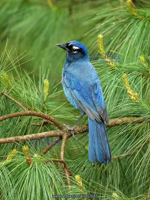 : Steller?s Jay (Cyanocitta stelleri teotepecensis : Steller?s Jay (Cyanocitta stelleri teotepecensis