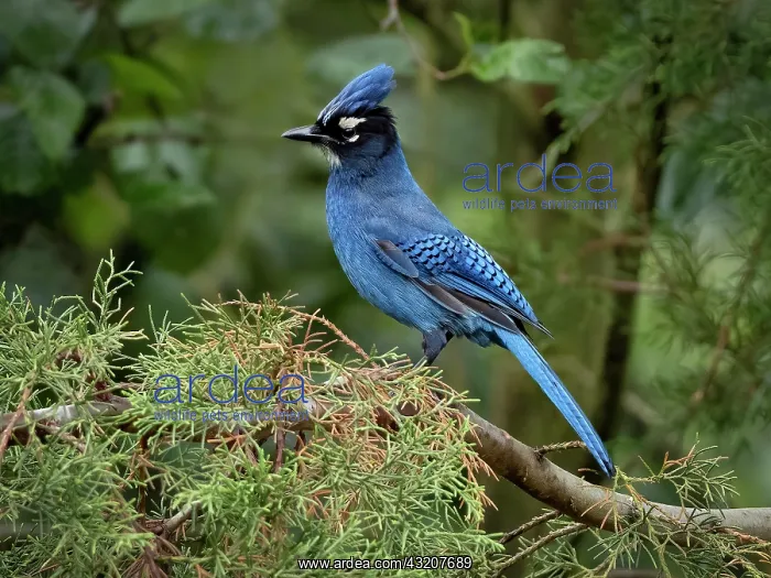 : Steller?s Jay (Cyanocitta stelleri teotepecensis : Steller?s Jay (Cyanocitta stelleri teotepecensis