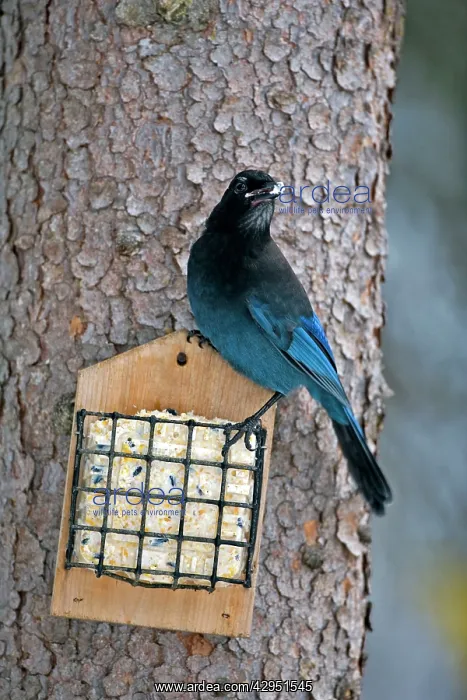  : Steller's Jay feeding on suet from birdfeeder