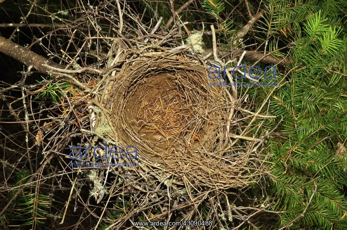 : Steller's Jay Nest : Steller's Jay Nest