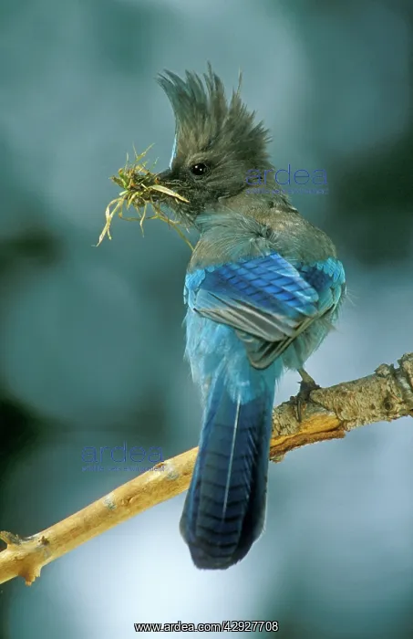 : Steller's Jay - With nesting material : Steller's Jay - With nesting material