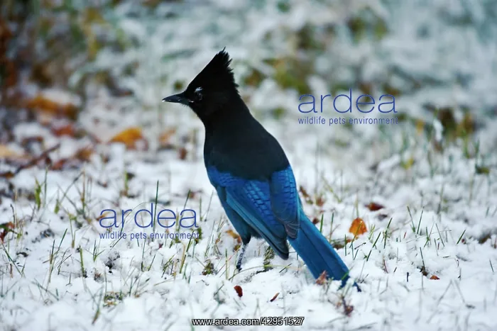: Steller's Jay on snow, searching for food : Steller's Jay on snow, searching for food