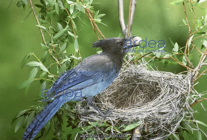 : Steller's Jay stealing eggs : Steller's Jay stealing eggs