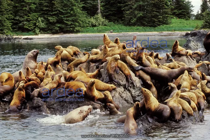 : Steller's / Northern Sealions : Steller's / Northern Sealions