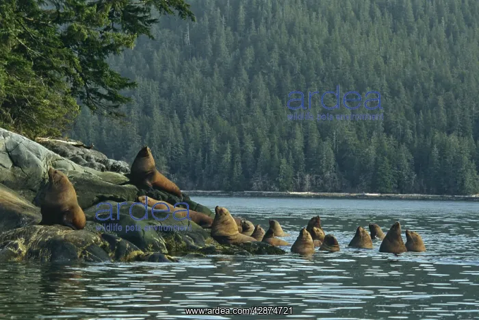 : Steller's / Northern Sealions - hauled out on small : Steller's / Northern Sealions - hauled out on small