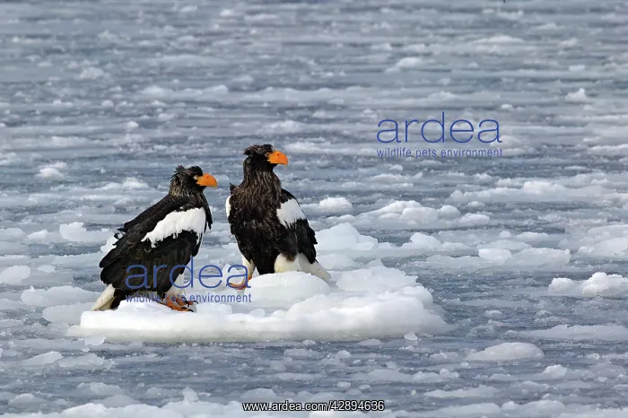 : Steller's Sea Eagle : Steller's Sea Eagle