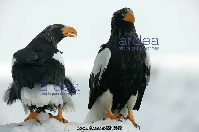 : Steller's Sea Eagle - two : Steller's Sea Eagle - two