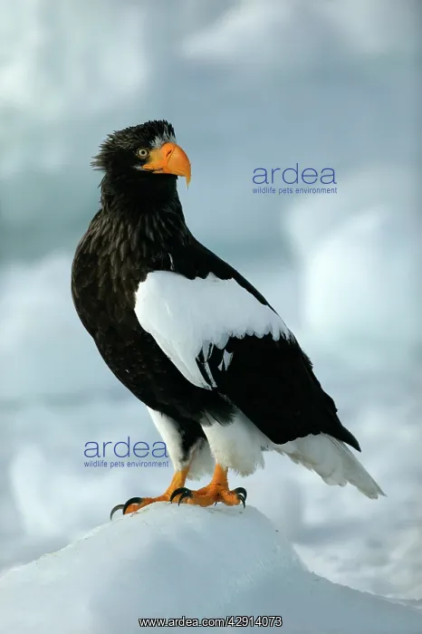 : Steller's Sea Eagle : Steller's Sea Eagle
