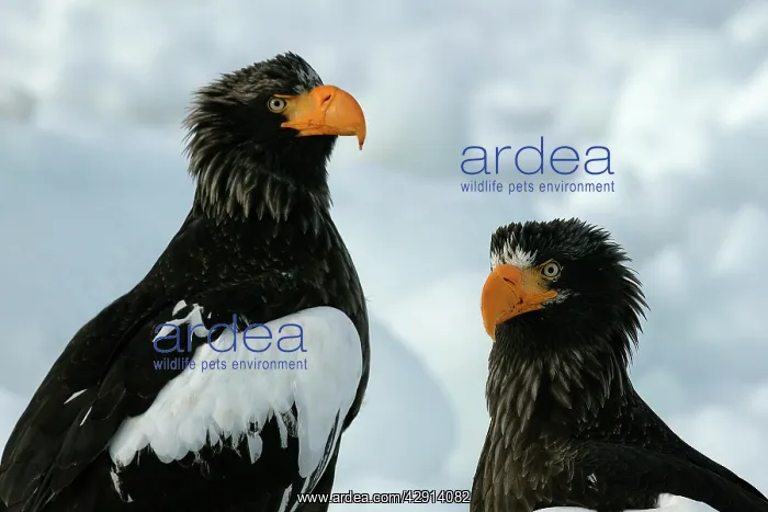 : Steller's Sea Eagle - two : Steller's Sea Eagle - two