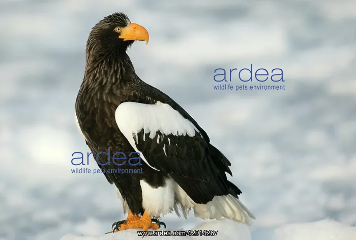 : Steller's Sea Eagle : Steller's Sea Eagle