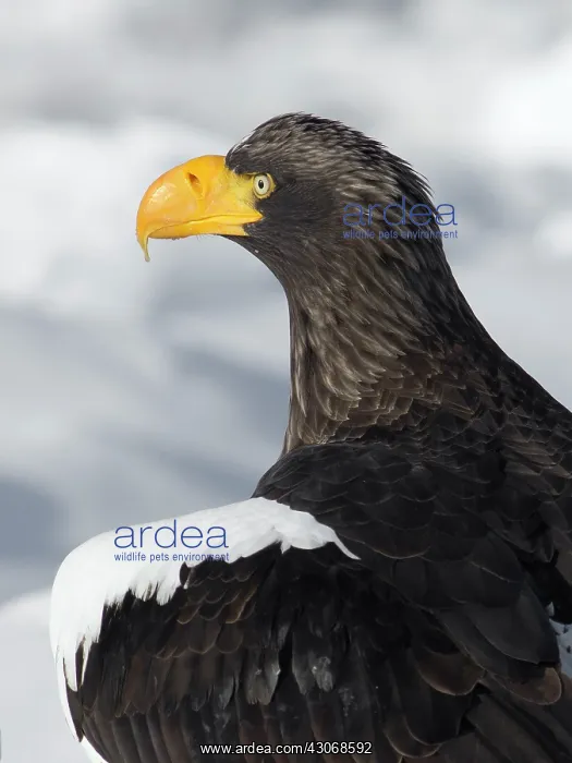 : Steller's Sea Eagle : Steller's Sea Eagle