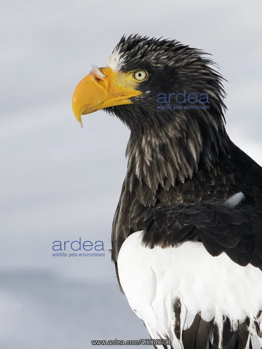 : Steller's Sea Eagle : Steller's Sea Eagle