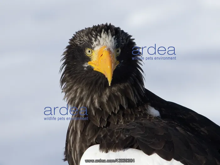  : Steller's Sea Eagle