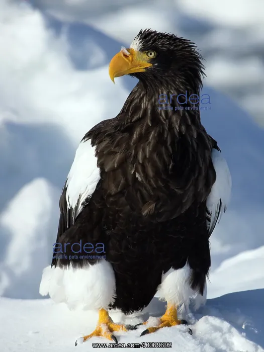 : Steller's Sea Eagle : Steller's Sea Eagle