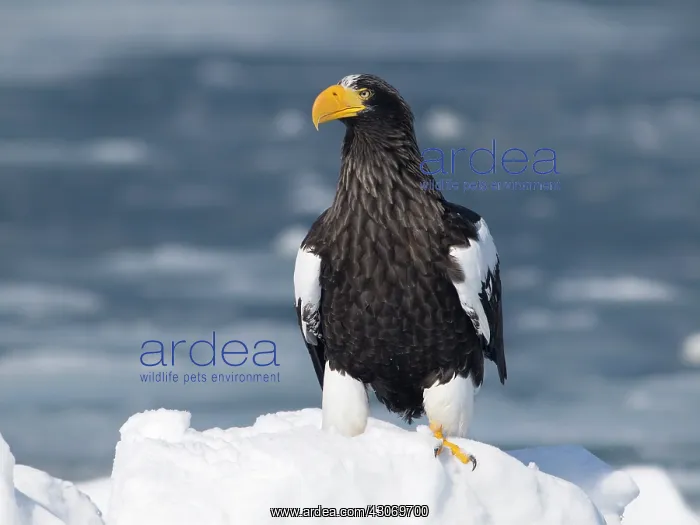 : Steller's Sea Eagle : Steller's Sea Eagle