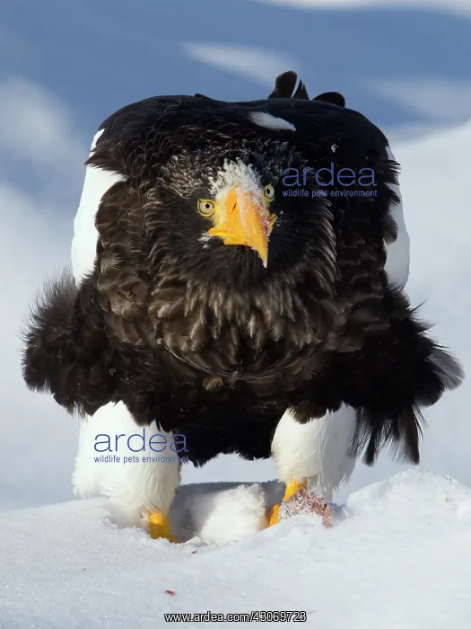 : Steller's Sea Eagle : Steller's Sea Eagle
