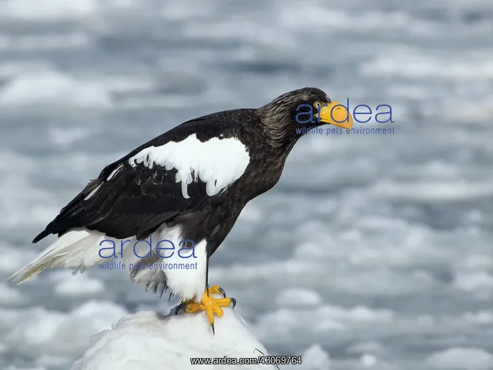 : Steller's Sea Eagle : Steller's Sea Eagle