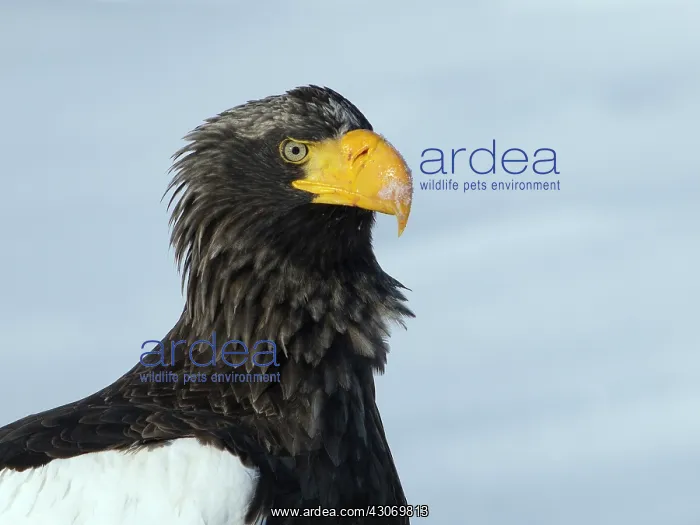  : Steller's Sea Eagle