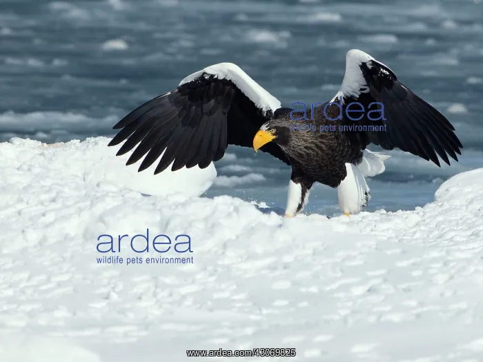 : Steller's Sea Eagle : Steller's Sea Eagle