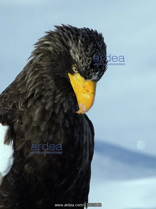  : Steller's Sea Eagle