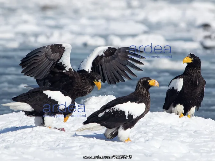 : Steller's Sea Eagle : Steller's Sea Eagle