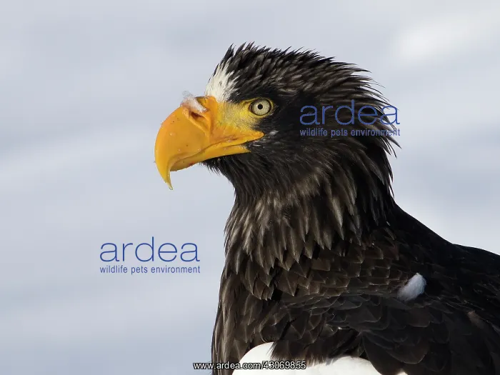  : Steller's Sea Eagle